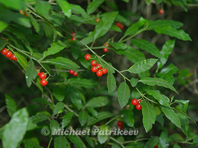 Bahama Horse-nettle (Solanum bahamense)